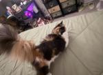 Atina - Persian Cat For Sale - 