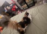 Atina - Persian Cat For Sale - Center Groton&comma; CT&comma; US