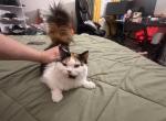 Atina - Persian Cat For Sale - Center Groton&comma; CT&comma; US