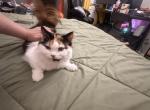 Atina - Persian Kitten For Sale - Center Groton&comma; CT&comma; US