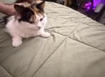 Atina - Persian Kitten For Sale - Center Groton&comma; CT&comma; US