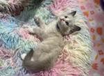 Thor - Ragdoll Kitten For Sale - Valley Spgs&comma; CA&comma; US