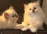 Beautiful TICA Purebred Ragdoll Litter - Ragdoll Kitten For Sale/Service - Portland&comma; OR&comma; US