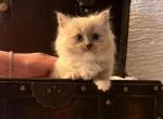 Adorable surprise litter - Ragdoll Kitten For Sale - Portland&comma; OR&comma; US