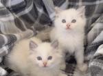 TICA Blue Bicolor Boys River & Brooks - Ragdoll Kitten For Sale - Mt Morris&comma; IL&comma; US