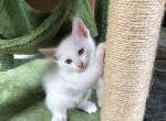 Flake - Turkish Angora Kitten For Sale - Bloomingdale&comma; IL&comma; US