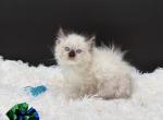 Diamonds Seal Point M - Ragdoll Kitten For Sale - Okemah&comma; OK&comma; US