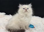 Opal Lynx F - Ragdoll Kitten For Sale - 