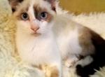 Frisch's Big Boy - Snowshoe Kitten For Adoption - Bennettsville&comma; SC&comma; US