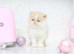 SOLD Kristoff white boots and blaze - Persian Kitten For Sale - Roseville&comma; CA&comma; US