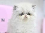 SOLD Olaf blue eyes white boots and blaze - Persian Kitten For Sale - Roseville&comma; CA&comma; US