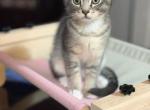 Milo - British Shorthair Kitten For Sale - Vancouver&comma; WA&comma; US