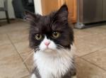 Bazouna - Persian Kitten For Sale - Garden City&comma; MI&comma; US