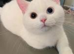 Meena - Munchkin Kitten For Sale - Springfield&comma; VA&comma; US