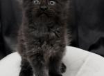 Litter O - Maine Coon Kitten For Sale - Spokane&comma; WA&comma; US