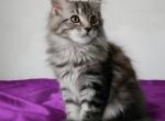 Felix - Maine Coon Kitten For Sale - Woodland Hills&comma; CA&comma; US