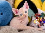Neapolitan Litter - Devon Rex Kitten For Sale - Spokane&comma; WA&comma; US