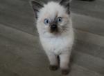 Finley - Ragdoll Kitten For Sale - Woodland Hills&comma; CA&comma; US