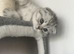 Mika - Scottish Fold Kitten For Sale - Woodland Hills&comma; CA&comma; US