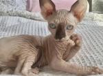 Hana - Sphynx Kitten For Sale - Woodland Hills&comma; CA&comma; US