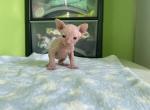 Milo - Sphynx Kitten For Adoption - 