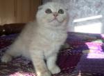 Hana - Scottish Fold Kitten For Adoption - 