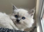 George - Ragdoll Kitten For Adoption - S Salt Lake&comma; UT&comma; US