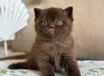 Sirius - Scottish Straight Kitten For Sale - Los Angeles&comma; CA&comma; US