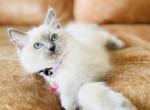 Izzy - Ragdoll Kitten For Adoption - 
