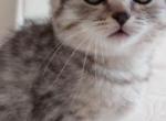 Jasper - Scottish Fold Kitten For Adoption - AZ&comma; US