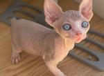 Cleo - Sphynx Kitten For Adoption - 