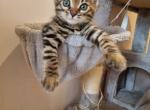 Tigger - Bengal Kitten For Adoption - AZ&comma; US