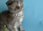 Max - Scottish Fold Kitten For Sale - 
