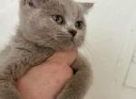 Lilac - British Shorthair Kitten For Sale - 