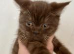 Sunny - British Shorthair Kitten For Sale - 