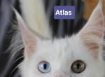 Freya litter - Maine Coon Kitten For Sale - Zanesville&comma; OH&comma; US