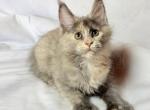Livia Polydactyl - Maine Coon Kitten For Sale - Miami&comma; FL&comma; US