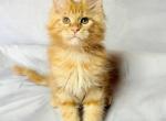 Luthor - Maine Coon Kitten For Sale - Hollywood&comma; FL&comma; US