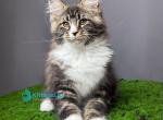 Brabus - Maine Coon Kitten For Sale - Hollywood&comma; FL&comma; US