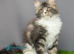 Brabus - Maine Coon Kitten For Sale - Hollywood&comma; FL&comma; US