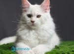 Brioni - Maine Coon Kitten For Sale - Hollywood&comma; FL&comma; US