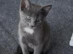 Daisy - Chartreux Kitten For Sale - Southampton&comma; MA&comma; US