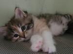 Yulla - Siberian Kitten For Sale - New York&comma; NY&comma; US