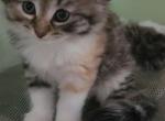Yulla calico color - Siberian Kitten For Sale - New York&comma; NY&comma; US