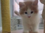 Yoshi - Siberian Cat For Sale - New York&comma; NY&comma; US