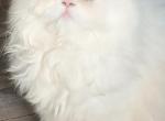 Cfa odd eyed white persian - Persian Kitten For Sale - Woodburn&comma; IN&comma; US