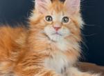 Igor - Maine Coon Kitten For Sale - Grayslake&comma; IL&comma; US