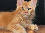Gordon - Maine Coon Kitten For Sale - Grayslake&comma; IL&comma; US