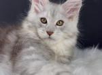 Frederick - Maine Coon Kitten For Sale - Grayslake&comma; IL&comma; US