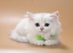Darsy Longhair - British Shorthair Kitten For Sale - Grayslake&comma; IL&comma; US